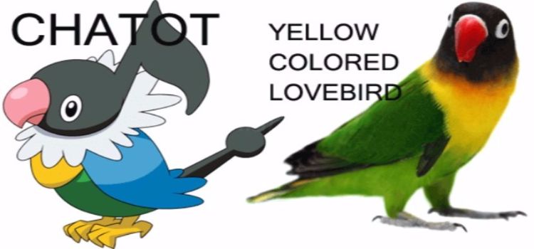 CHATOT_THE_YELLOW_COLLARED_LOVEBIRD